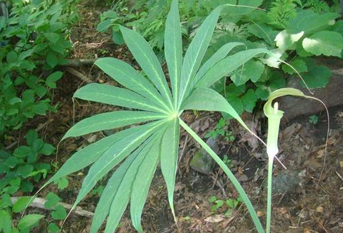 小心这些野菜!有毒!