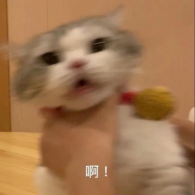 头像表情包丨是沙雕猫咪在大叫啊!