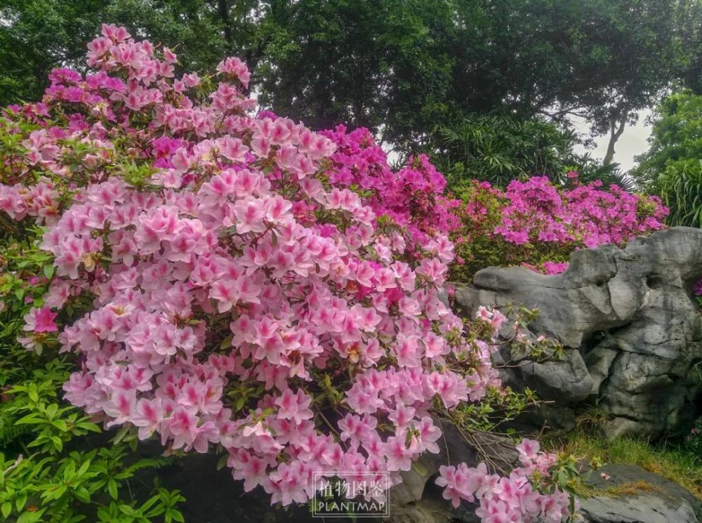 毛杜鹃|城市里的锦绣画卷