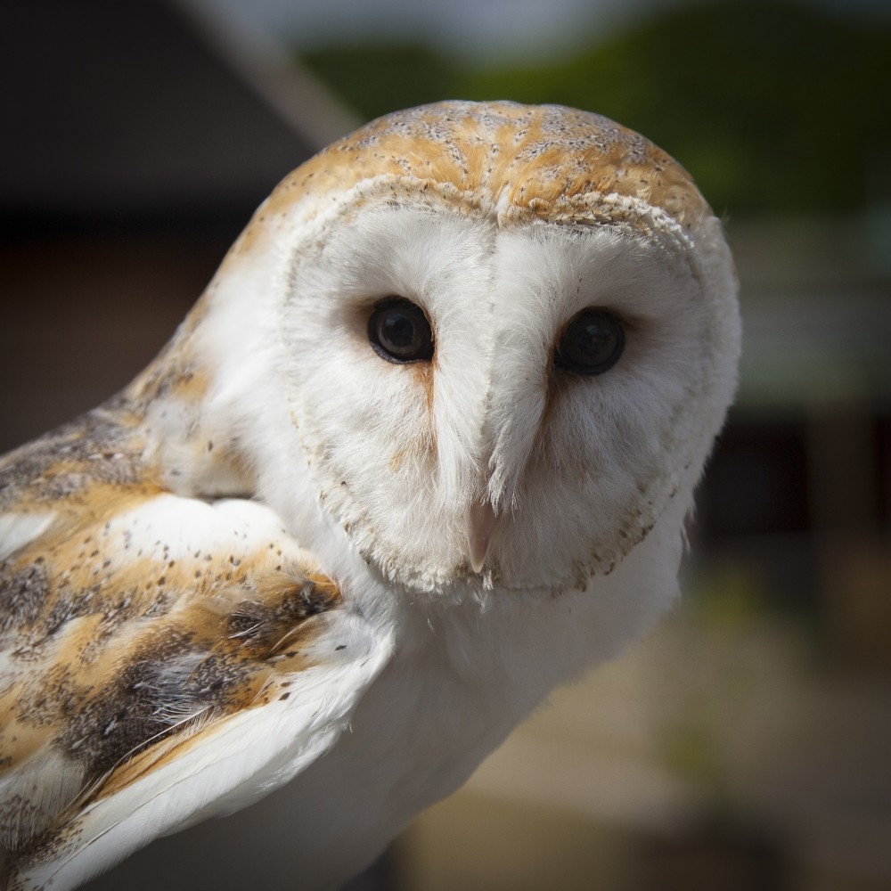 猫白头海雕狗猴猫头鹰熊鳄鱼狐狸马