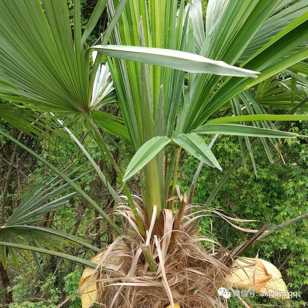 一颗开着花的小棕树