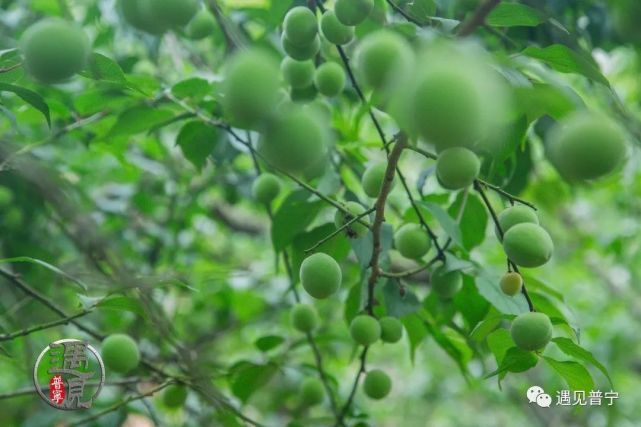 青梅时节,已成熟|青梅|圆明村|普宁|圆潭村