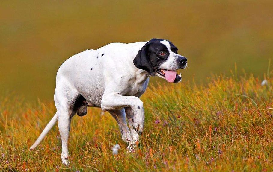 威玛猎犬,是一种中型的灰色犬,形态优雅.它非常美丽,外貌是贵族化的.