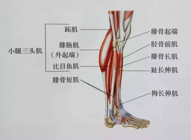 比目鱼肌起于胫,腓两骨上端的后面,止于脚跟骨结节,它的主要功能是让