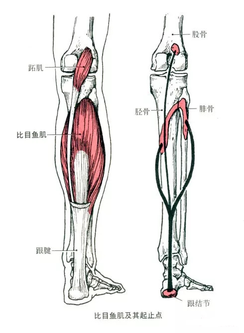训练小腿肌肉的绝佳动作小腿提踵小腿肌肉也不容忽视