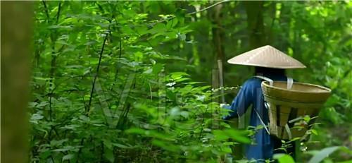 采药人深山迷路,意外看到坠毁飞机,一段尘封52年的历史由此揭开