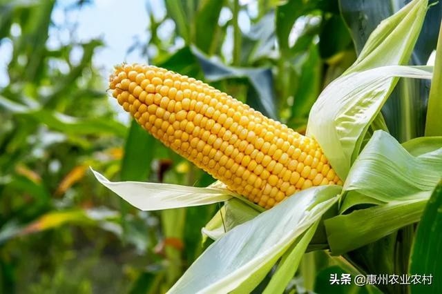 惠州:持续干旱天气加强农作物春季田间管理技术措施