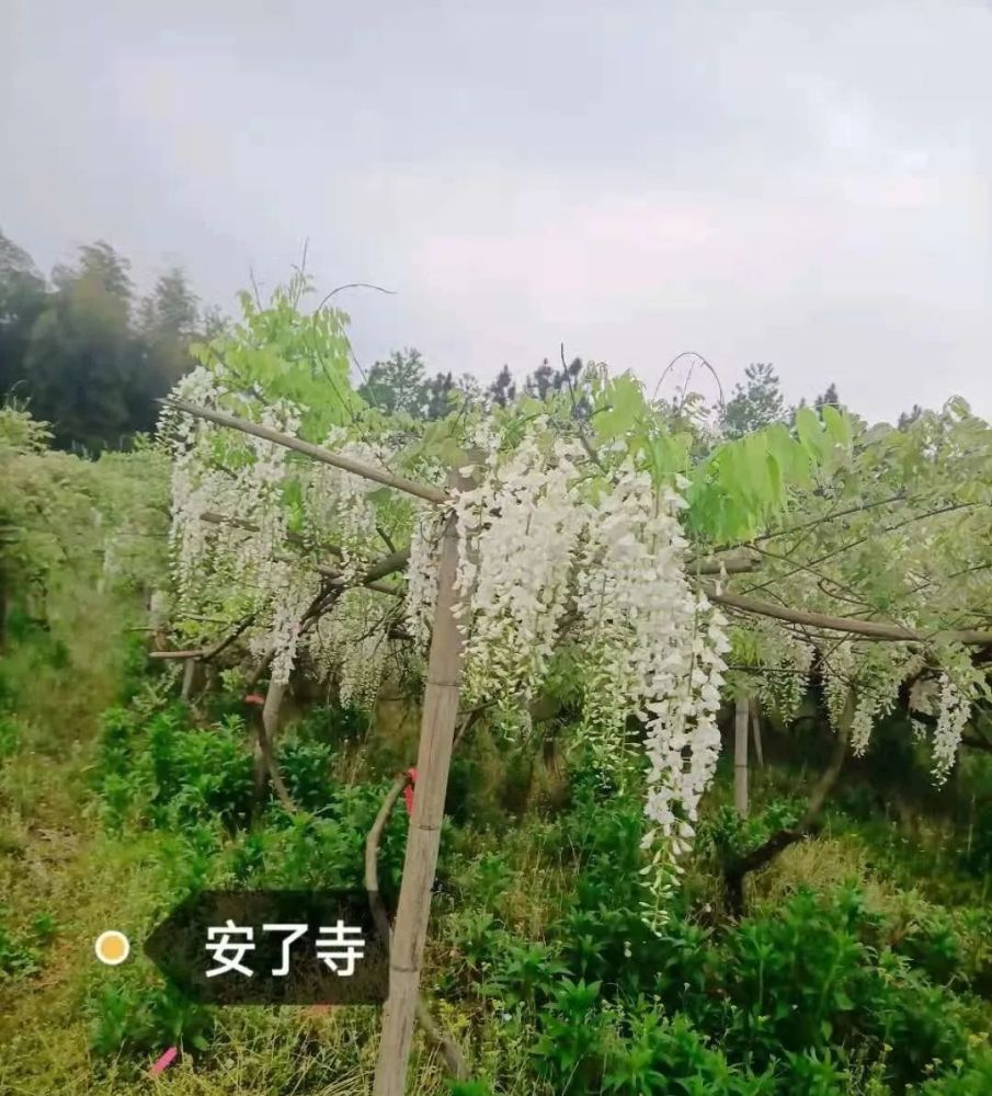 安了寺紫藤安了寺,白色40-60公分.