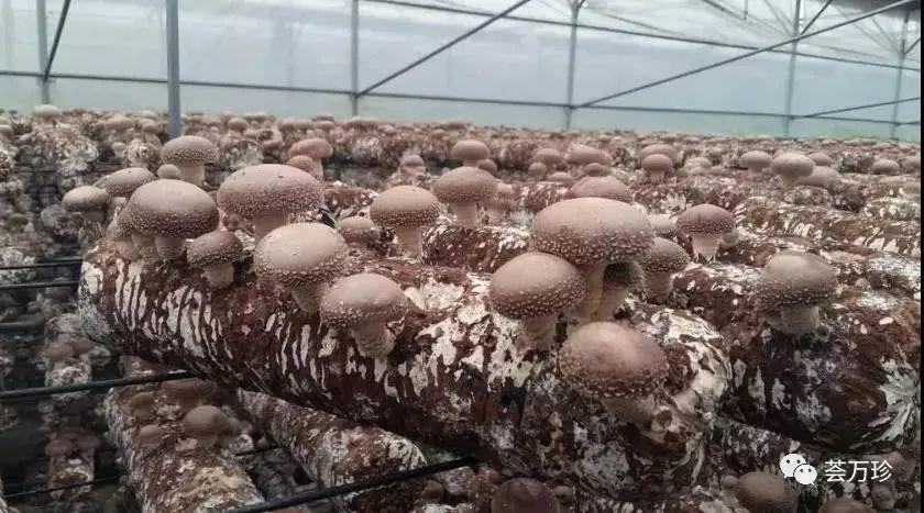 荟万珍:国内十大著名香菇花菇产区,有您的家乡吗?