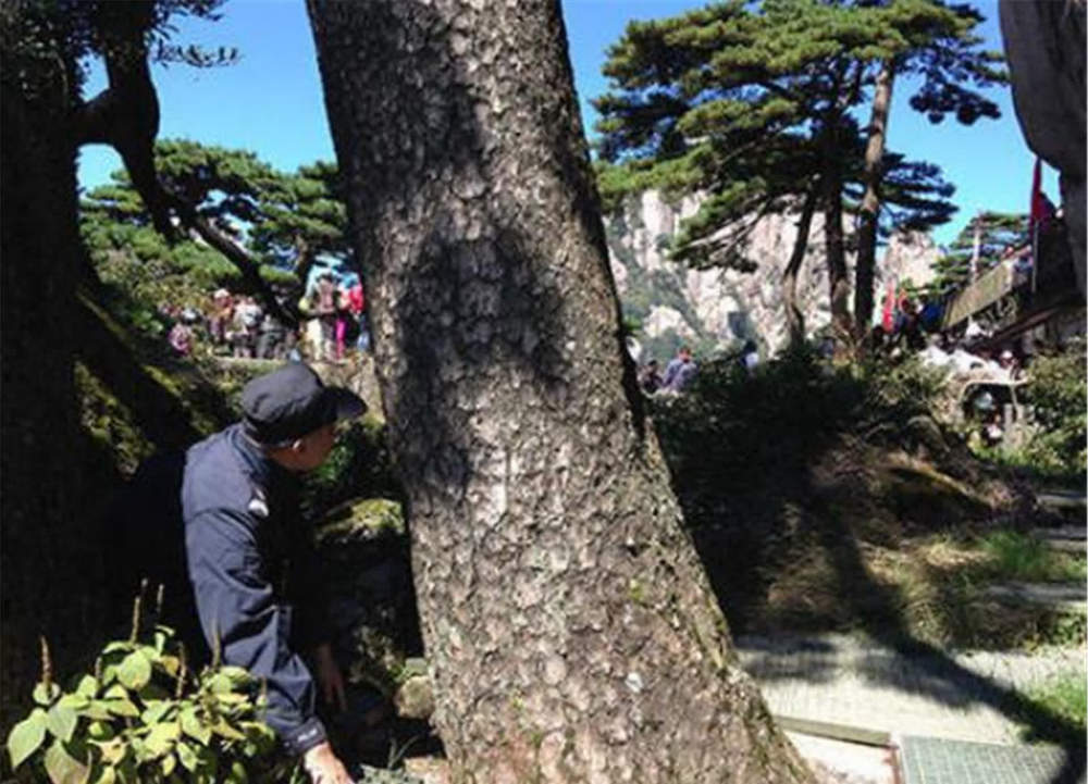 被质疑是假树的黄山迎客松,专人日夜看守,落一片叶子都有人记录