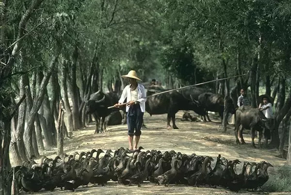 1983年,江西南昌,农民放鸭子