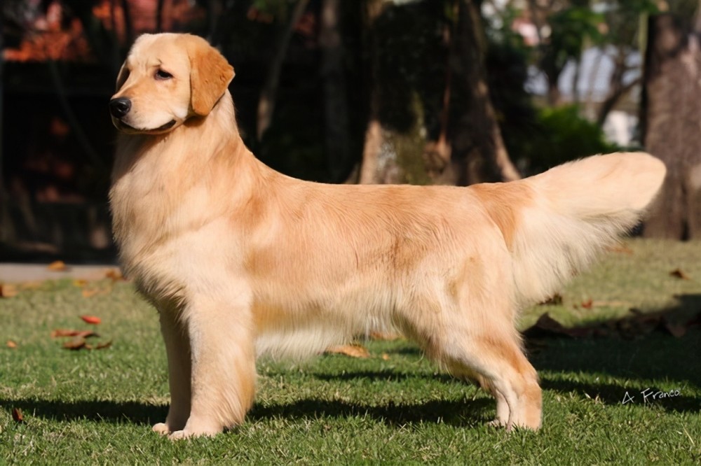 fci第8组:寻回猎犬,搜寻犬和水猎犬组 代表犬种:金毛,可卡,拉布拉多