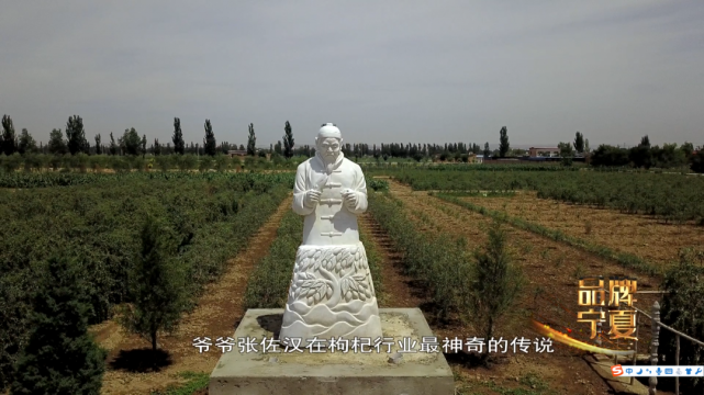 爷爷的枸杞树 父亲的剪刀 我的新时代|枸杞|枸杞树|张佐汉|宁夏