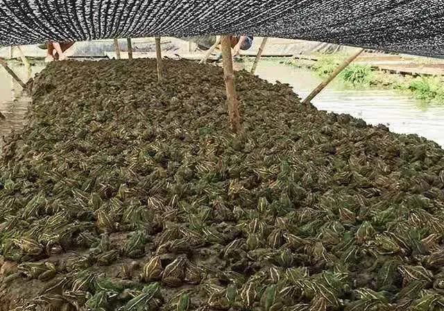 养殖场的青蛙建议女孩子不要去买田鸡,只管在桌上享用便好.