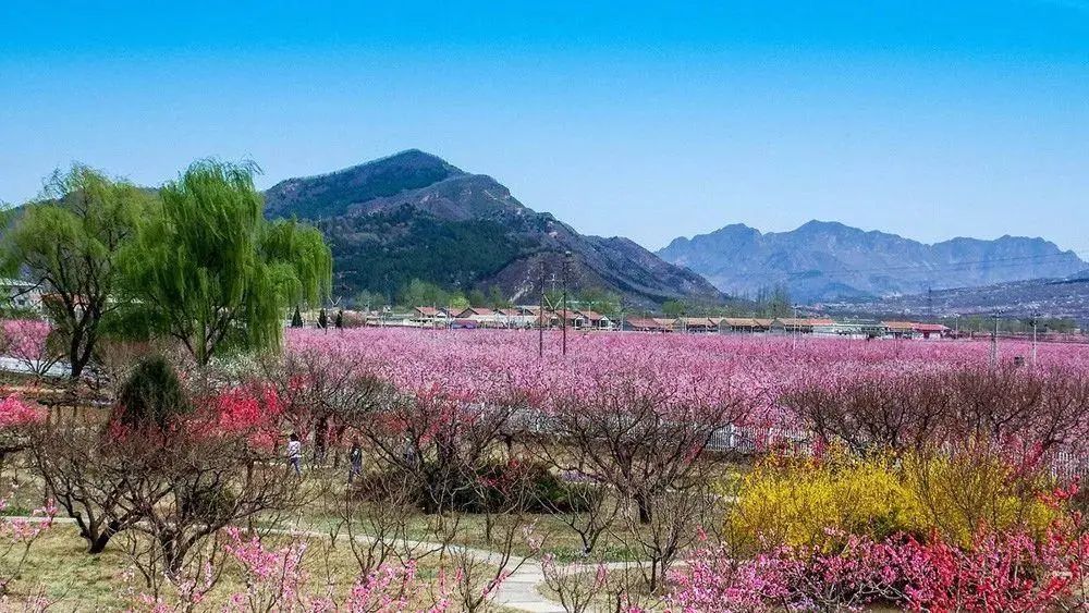 4月的北京花开成海!这么好的赏花地,您千万不要错过!