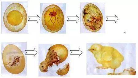 双黄蛋会孵出什么样的小鸡?