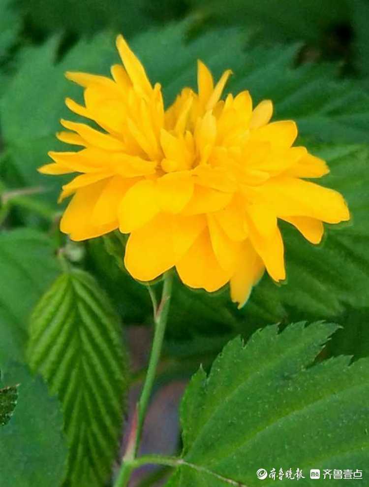 花开齐鲁|金色花朵俏枝头!快来看,临沂郯城棣棠花烂漫