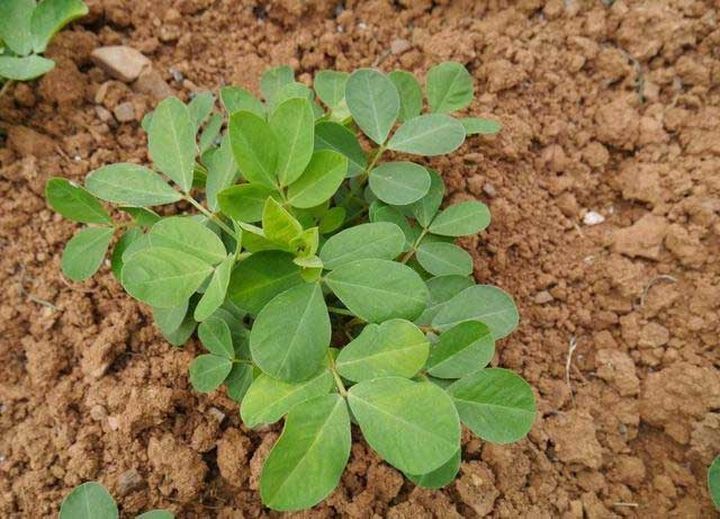 花生用什么冲施肥好花生追肥用什么肥料花生喷施哪个肥料能增产