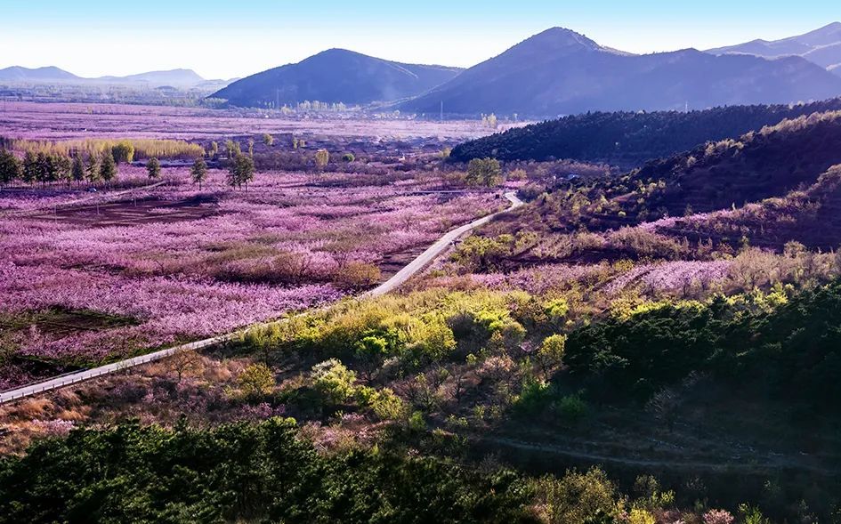 今年4月4日至5月31日,平谷区将举办主题为"花海徜徉 乐享休闲"的第二