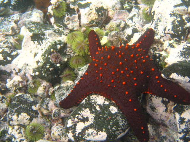 奥克兰大学海洋生物学教授马克·科斯特洛在太平洋海底拍摄的海星