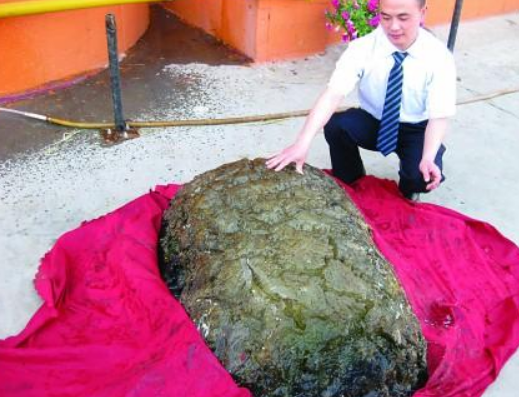 同时生物学家也依照太岁的不同生长环境将其分为三类:水太岁石太岁和