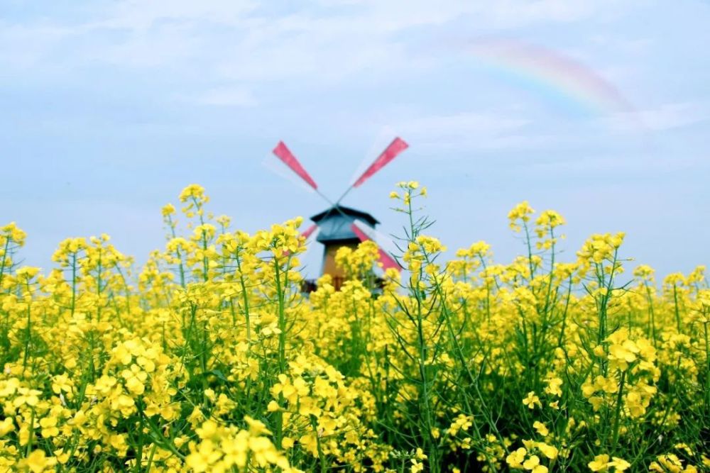 赏花需趁时,莫负好春光——在武功古城我遇见春天最美风景!