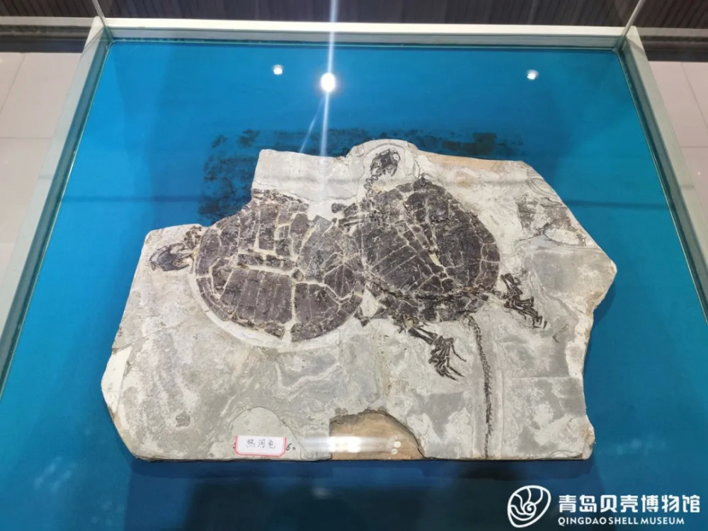 快来青岛贝壳博物馆看"恐龙"吧!