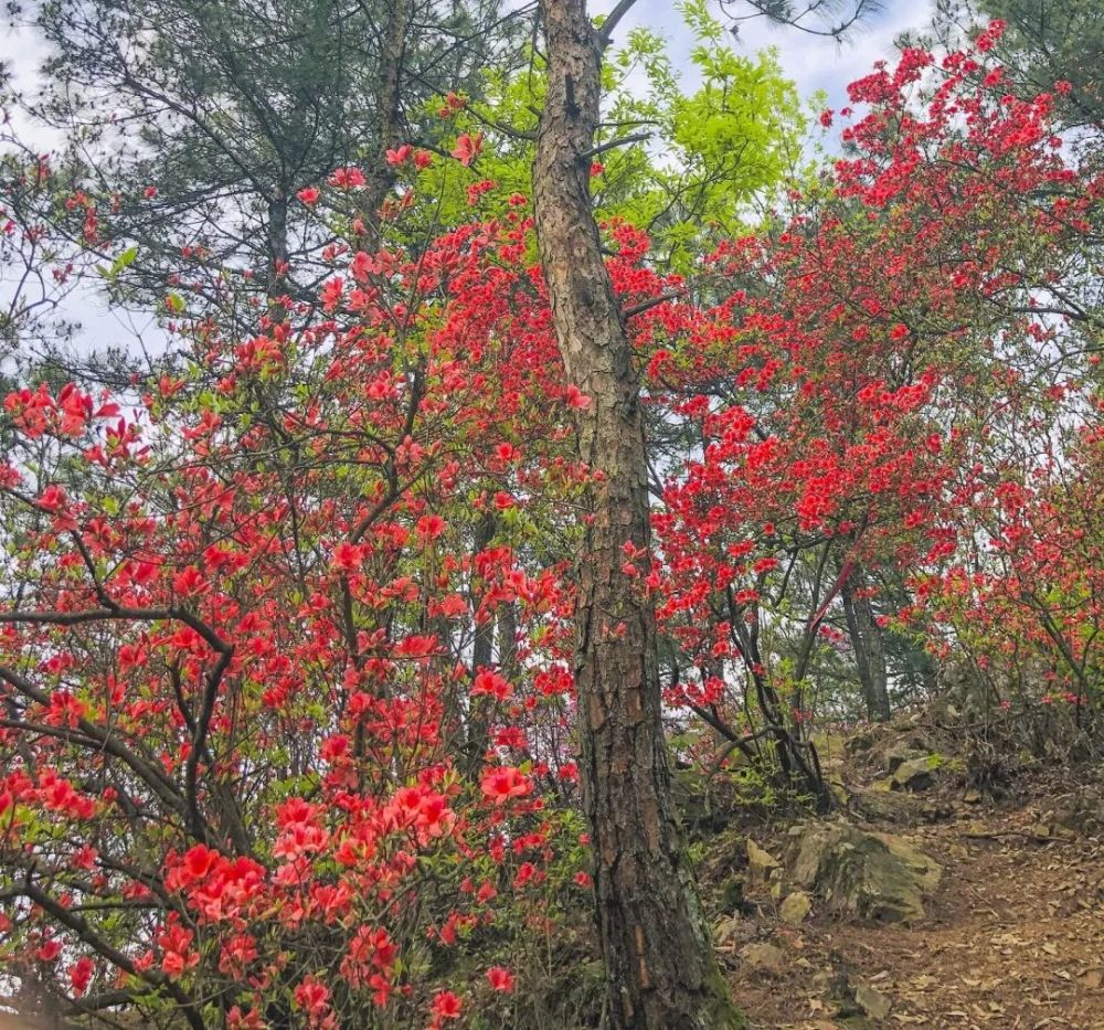 洞桥的映山红,新登的映山红,正红!_腾讯新闻