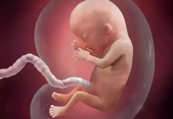 一组图告诉你,怀孕1周到40周胎儿是怎样发育的,生命真