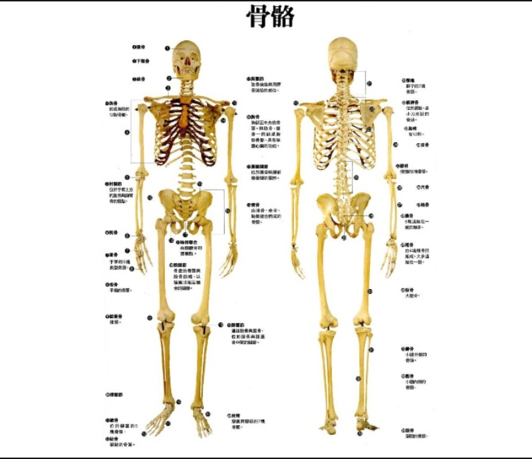 正常人体的脊柱,腰部是向前凸出的,而骶骨(尾龙骨)则向后凸,从而形成