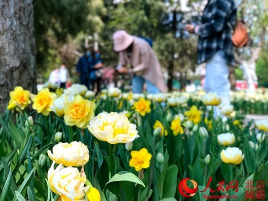 香郁中山 花开满园 中山公园郁金香花展明天开幕