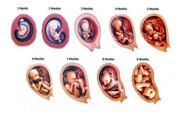 怀胎十月,胎儿是如何一点点"变身"的?不同月份胎儿发育情况