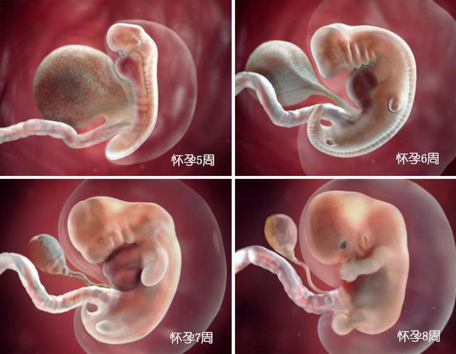 怀胎十月,胎儿是如何一点点"变身"的?不同月份胎儿发育情况