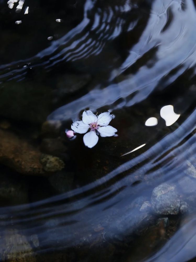 落花流水,世事成茶