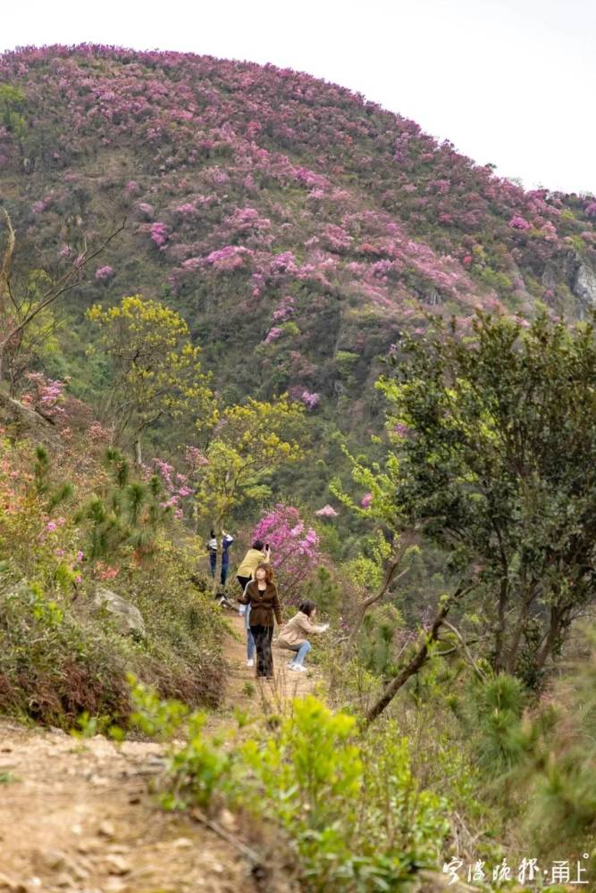 奉化金峨山:杜鹃花开如焰火