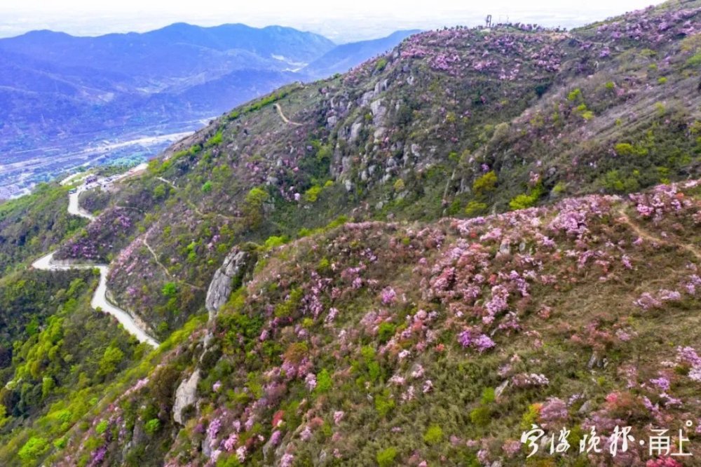 奉化金峨山:杜鹃花开如焰火_腾讯新闻