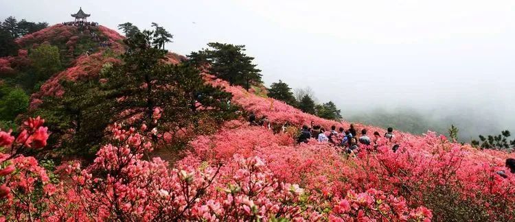 一年一度醉春风,杜鹃花开映山红, 漫山遍野花似海,牵手云雾满山走.