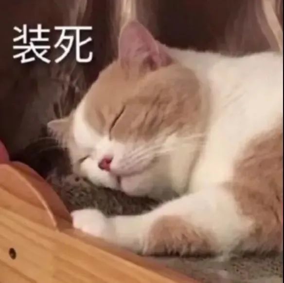 表情包～猫猫灵机一动