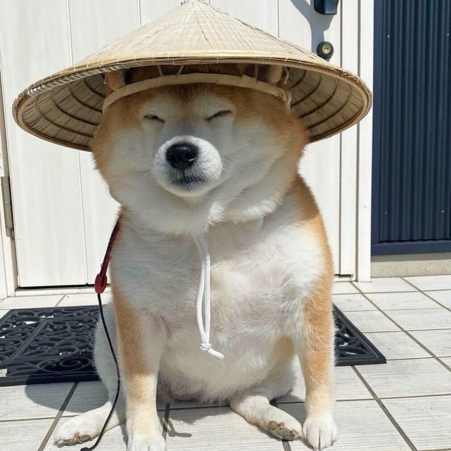 动物治愈系头像
