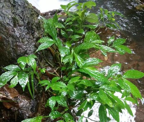 农村野菜不要钱,地里山上到处都是的"咳嗽克星草,城里人有钱买不到