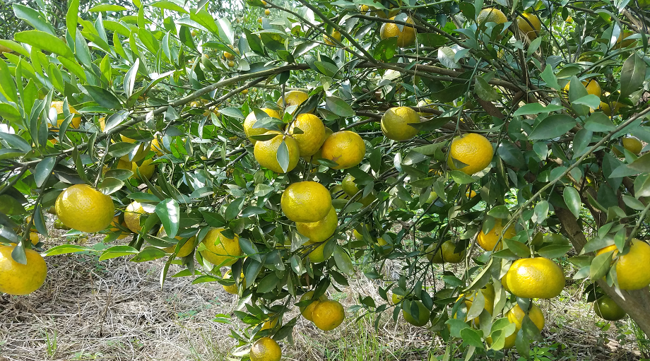 柑普茶 6至10月份的陈皮柑采摘后剥除果肉,加入普洱茶,可加工成柑