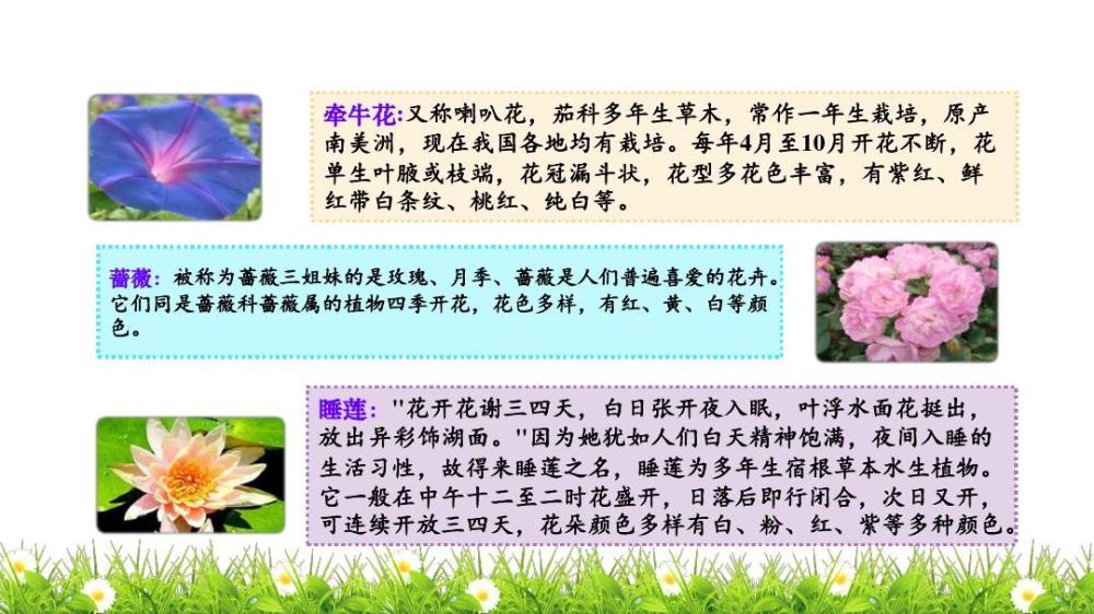 三年级语文下册十三课《花钟》课文笔记,孩子预习的好