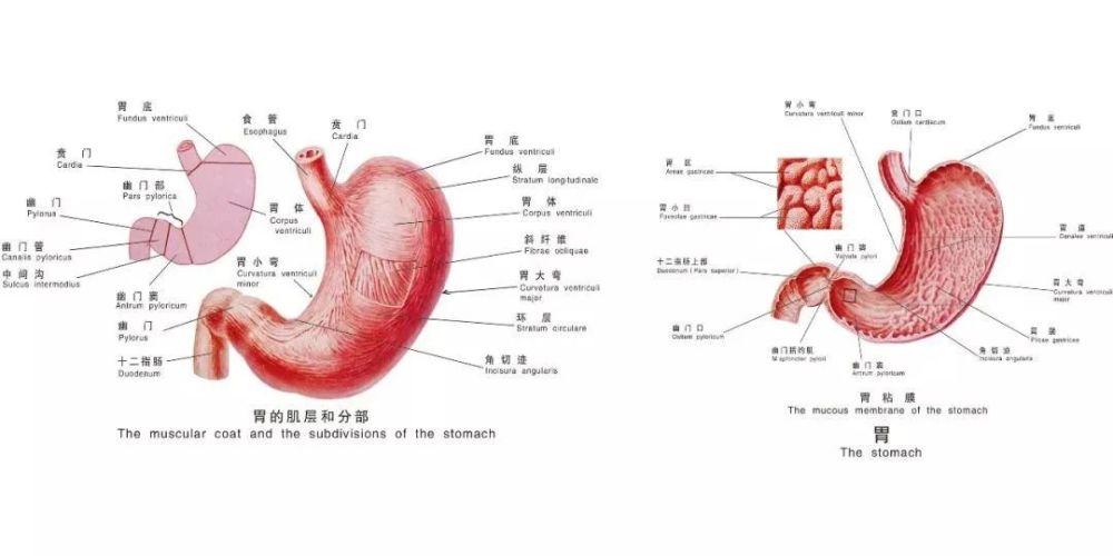 【102健康】害怕做胃镜?胃肠超声是不二之选!