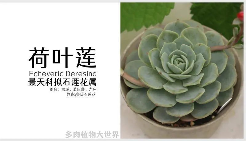 "荷叶莲"景天科拟石莲花属多肉植物,静夜和鲁氏石莲花