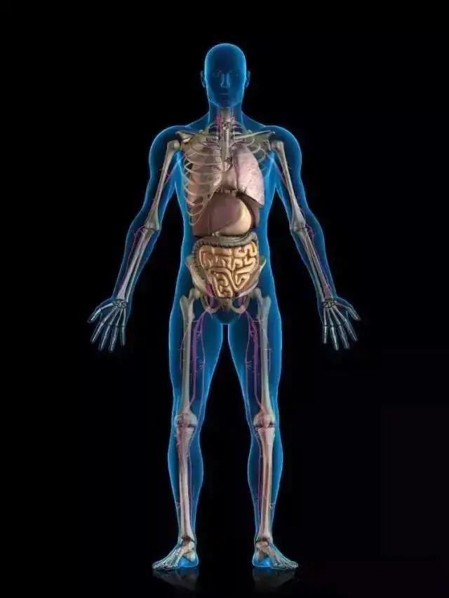 人体内脏结构超清晰剖视图!