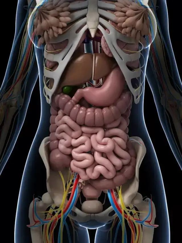 人体内脏结构超清晰剖视图附中医五脏解说