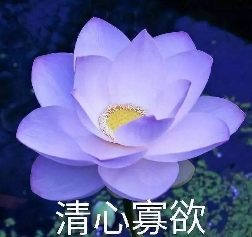 "靠着这一波头像,我成功打入了家长群内部"