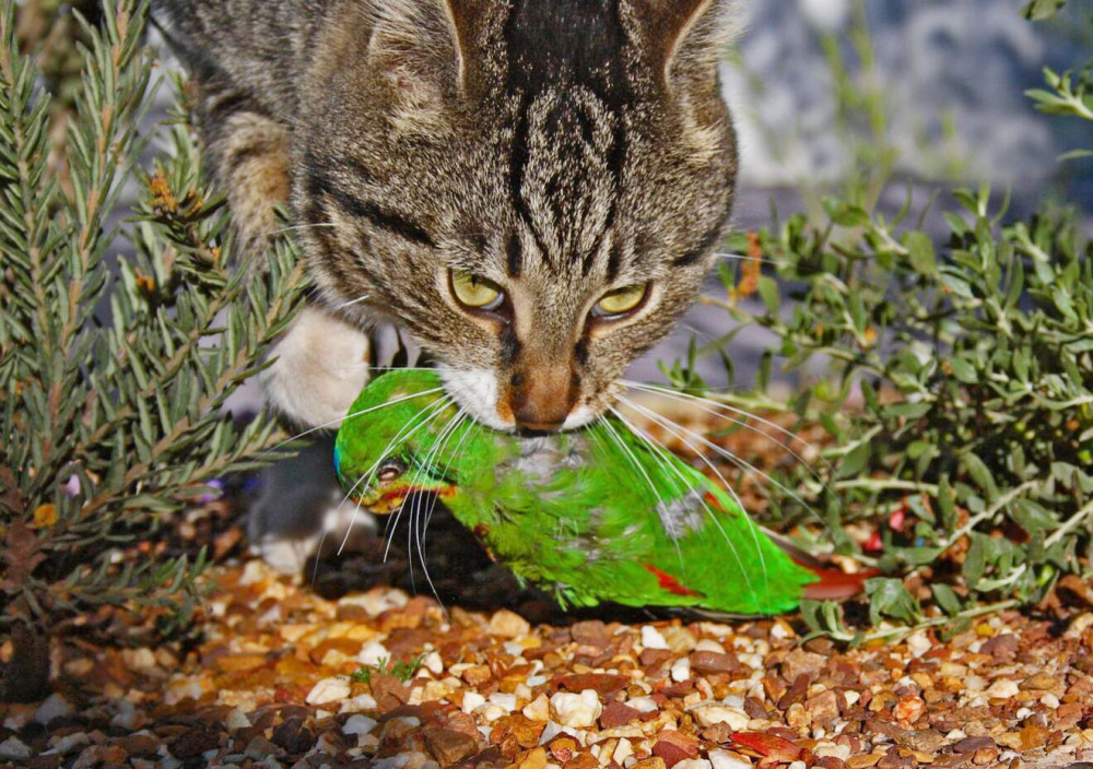 澳洲野猫泛滥成灾,一年捕杀3.77亿只鸟,天上飞的竟被吃成濒危!