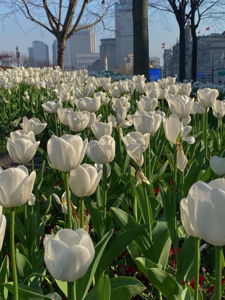 郁金香花海 优质背景图 |总有不期而遇的温暖和生生不息的希望