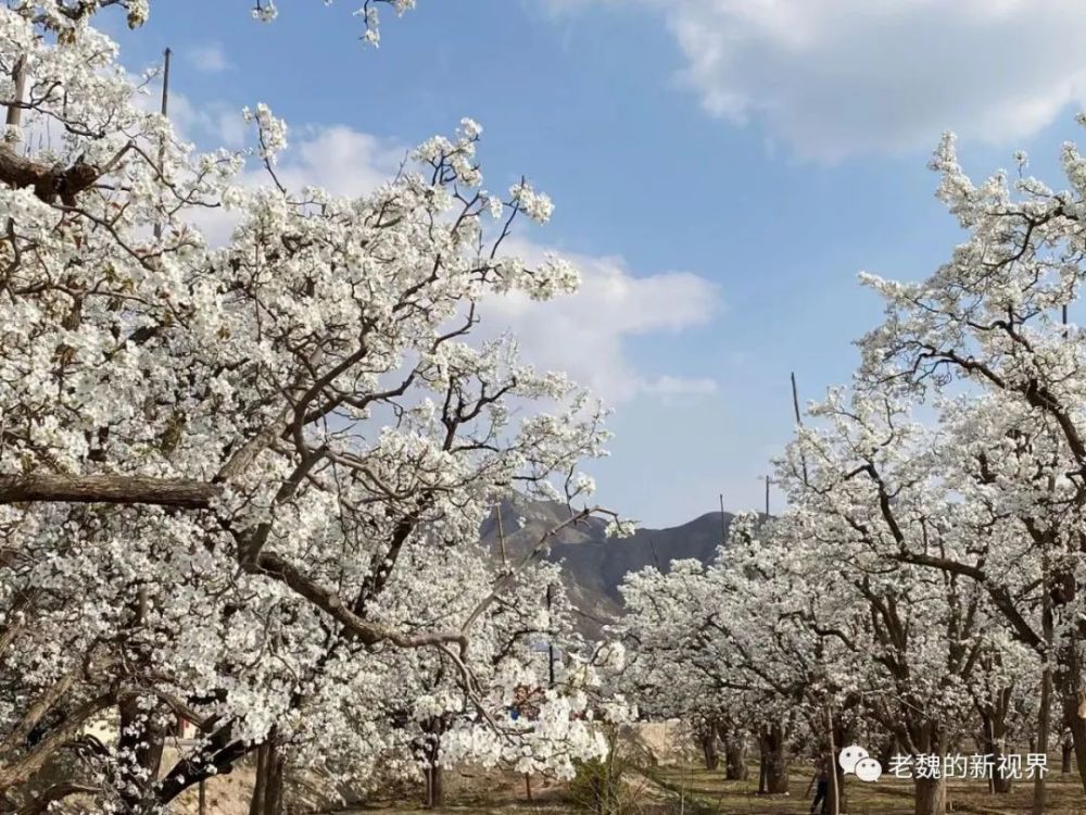 当什川梨花遇上徽派建筑